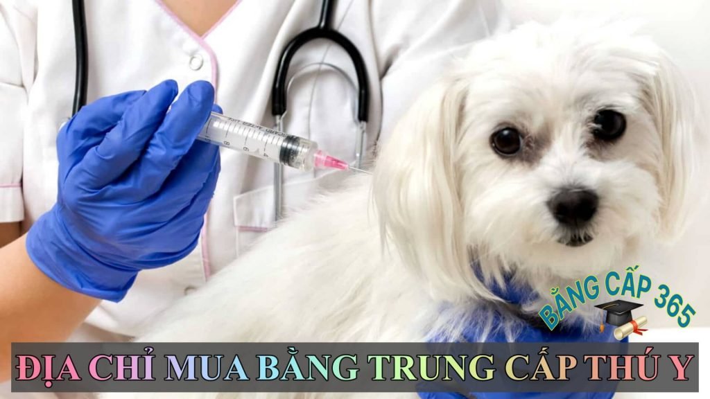 Mua bằng trung cấp thú y